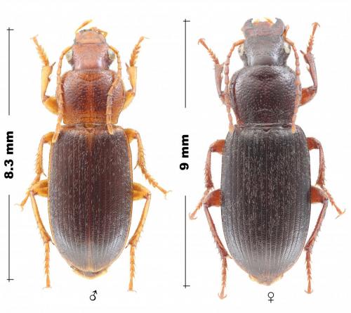 Ophonus rupicola